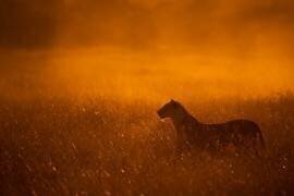 Gold Dust (Mohammed Alnaser) - Muzeo.com