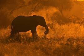 Golden Elephant in Savute (Mario Moreno) - Muzeo.com