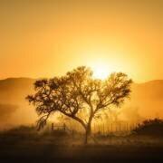 Golden Sunrise (Piet Flour) - Muzeo.com