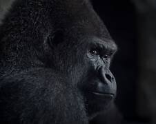 Gorilla gaze (Helena Garcia) - Muzeo.com