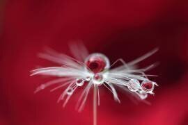 Goutte de rose (Bertrand Kulik) - Muzeo.com