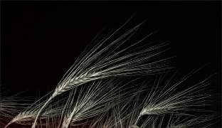 Grain of life (Gilbert Claes ) - Muzeo.com