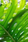 Graphic Leaf 1 (1x Studio III) - Muzeo.com