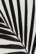 Graphic palm leaf 1 (1x Studio III) - Muzeo.com