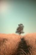 Grass and Path (Jaap van den Houte) - Muzeo.com