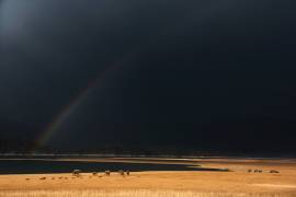 Grasslands (Swapnil) - Muzeo.com