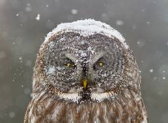 Great Grey Owl Winter Portrait (Mircea Costina ) - Muzeo.com