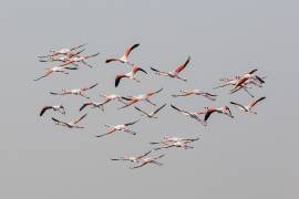 Greater Flamingos in flight (Natalia Rublina) - Muzeo.com