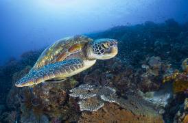 Green sea turtle from Raja Ampat (Gabriel Barathieu) - Muzeo.com