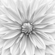Hamari gold in monochrome (Lotte Gronkjar) - Muzeo.com
