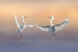 Happily Forever (Qing Zhao) - Muzeo.com