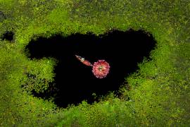 Harvesting Waterlily (Sujon Adikary) - Muzeo.com