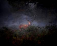 Hern (Robert Fabrowski) - Muzeo.com