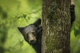 Hey I'm here (Ruijuan Liu) - Muzeo.com