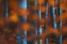 Hidden forest (Szabo Zsolt Andras) - Muzeo.com