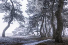 Hoarfrost on the tree (Tiger Seo) - Muzeo.com