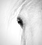 Horse eye (Alex Zhao) - Muzeo.com