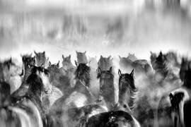 Horses (Gilcan Mete) - Muzeo.com