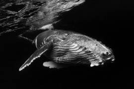 Humpback Whale calf (Gabriel Barathieu) - Muzeo.com
