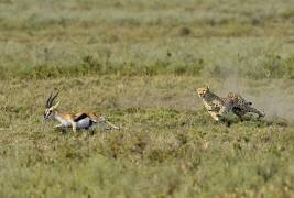 Hunting (Giuseppe Damico) - Muzeo.com
