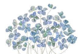 Hydrangea (Mandy Disher) - Muzeo.com