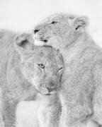I Love You (Jun Zuo) - Muzeo.com
