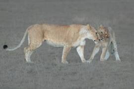 I love you, Mom ! (Sheila Xu) - Muzeo.com
