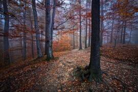 I was lost I was found (Izabela...) - Muzeo.com