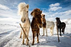 Icelandic Hair Style (Mike Leske) - Muzeo.com