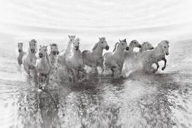 Illusion of power (13 horse power though) (Roman Golubenko) - Muzeo.com