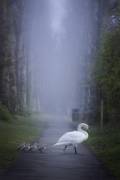 In a foggy morning (Kutub Uddin) - Muzeo.com