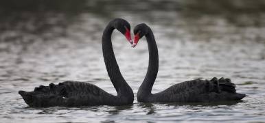 In love (C.S. Tjandra) - Muzeo.com