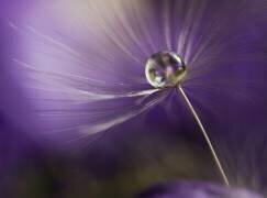 In shades of purple (Heidi Westum) - Muzeo.com