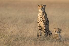 In the morning glow (Renee Doyle) - Muzeo.com