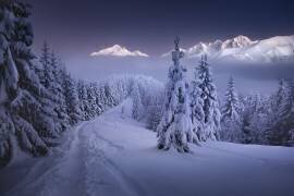In the Winter (Karol Nienartowicz) - Muzeo.com