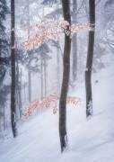 In the winter forest (Ales Krivec) - Muzeo.com