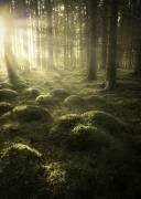 In the woods (Christian Lindsten) - Muzeo.com