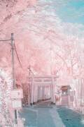 Infrared photography (Yuuui) - Muzeo.com