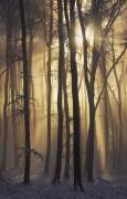 Into the Light (Lazar Ioan Ovidiu) - Muzeo.com