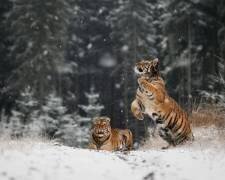 It is snowing (Michaela Firesova) - Muzeo.com