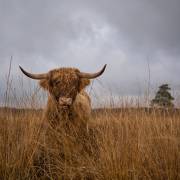 It wasn't me (Gert van den Bosch) - Muzeo.com