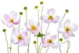 Japanese Anemones (Mandy Disher) - Muzeo.com