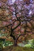 Japanese Maple Tree (Mike Centioli ) - Muzeo.com