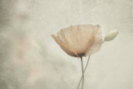 Jewel of nature (Gilbert Claes ) - Muzeo.com