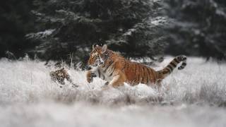 Joy on the snow (Michaela Firesova) - Muzeo.com