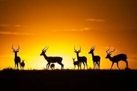 Just a sunset (Gorazd Golob) - Muzeo.com