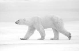 Just white (Marco Pozzi) - Muzeo.com
