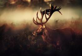 King (Robert Fabrowski) - Muzeo.com