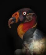 King vulture-Sarcoramphus papa (Ferdinando Valverde) - Muzeo.com