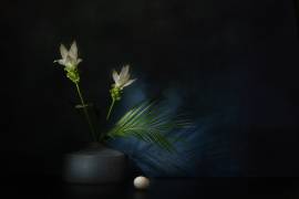 Kurkuma dream (Saskia Dingemans) - Muzeo.com